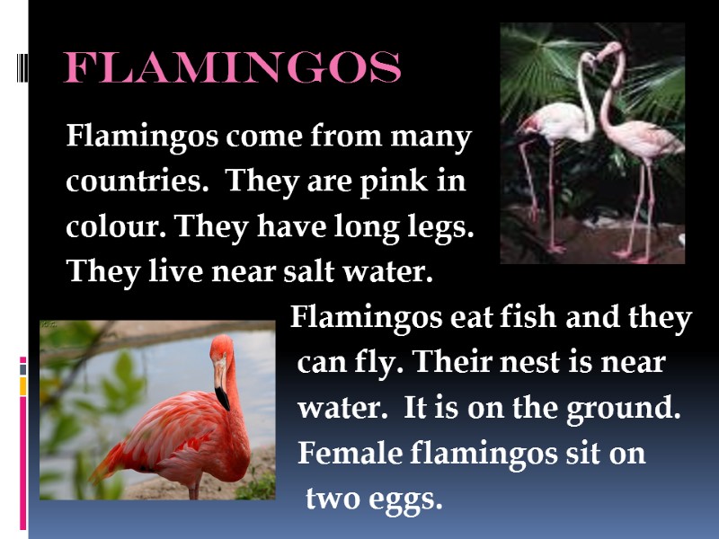 flamingos Flamingos come from many  countries.  They are pink in colour. They